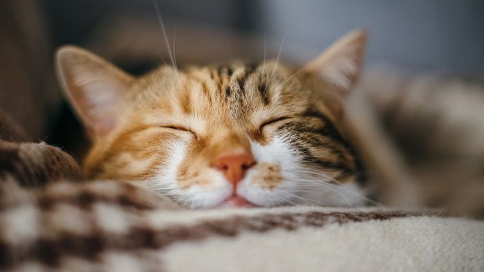 Почему стоит завести кота кошка