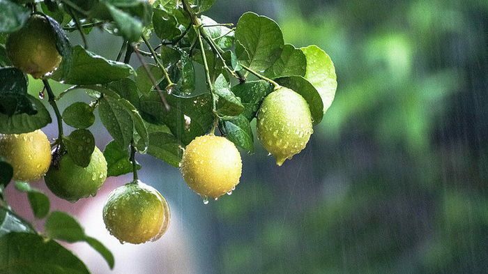 Растения, которые защищают дом от инфекций