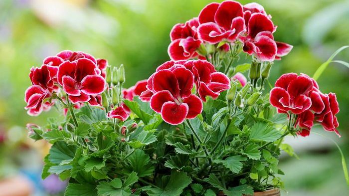 4 комнатных растения, которые должны быть в каждой квартире