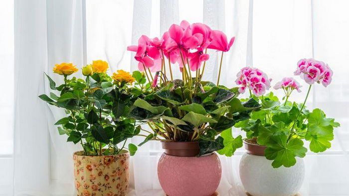 Никогда не держите эти цветы дома Никогда не держите эти цветы дома