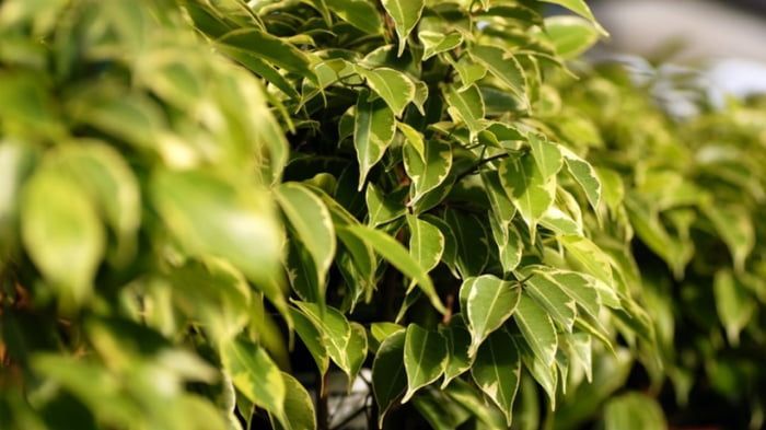 Почему фикус сбрасывает листья?