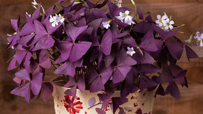 Чому оксаліс повинен бути в кожному будинку Чому оксаліс повинен бути в кожному будинку