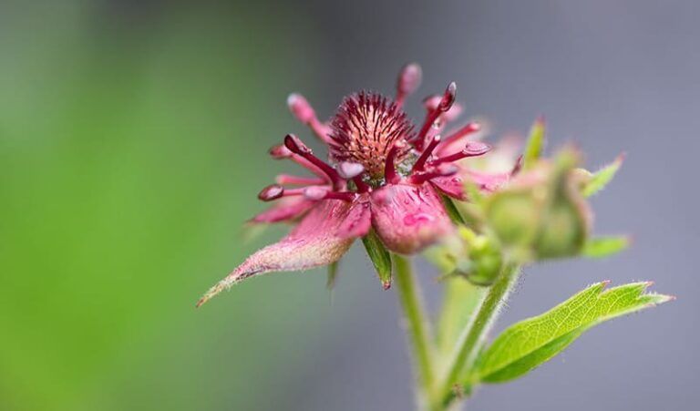Свойства и применение сабельника Свойства и применение сабельника