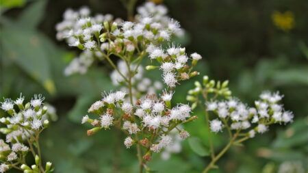 10 смертельных растений, которые нужно убрать из дома