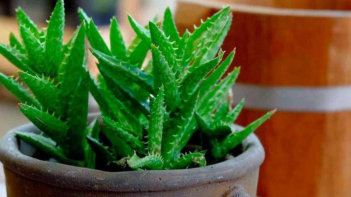 Полезные свойства алоэ Полезные свойства алоэ