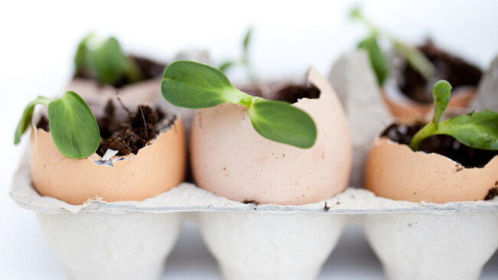 Как сделать удобрения для цветов из яичной скорлупы: лайфхаки Как сделать удобрения для цветов из яичной скорлупы: лайфхаки