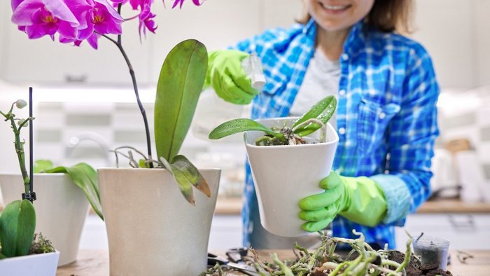 Что подложить в купленную орхидею, чтобы она зацвела