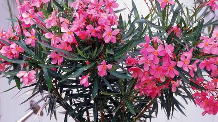 10 смертельных растений, которые нужно убрать из дома