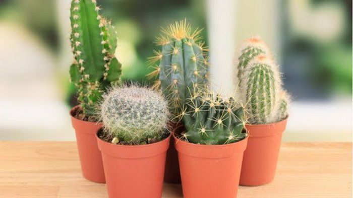 Фэн-шуй: можно ли держать кактус в дома?