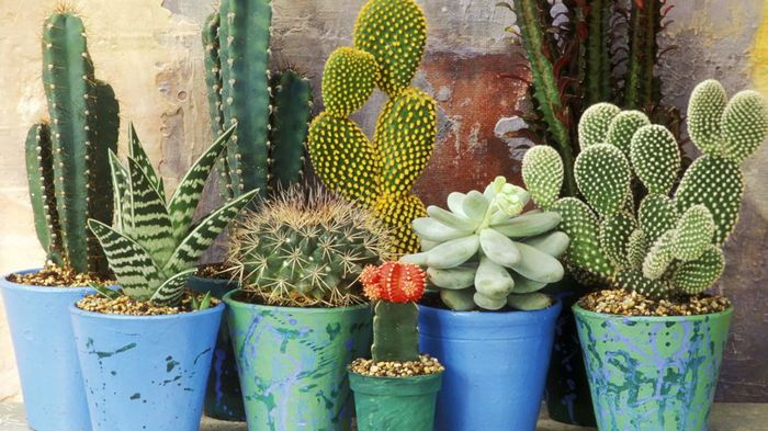 Можно ли держать кактус в квартире? Можно ли держать кактус в квартире?