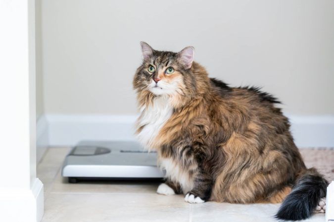 Как бороться с лишним весом кошки?