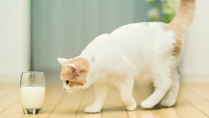 Почему взрослым котам нельзя давать молоко