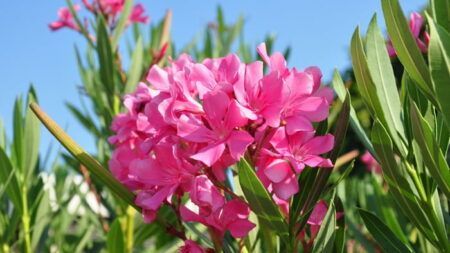 10 смертельных растений, которые нужно убрать из дома