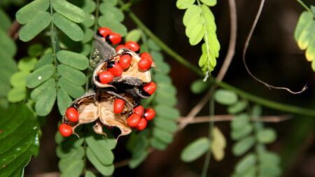 10 смертельных растений, которые нужно убрать из дома