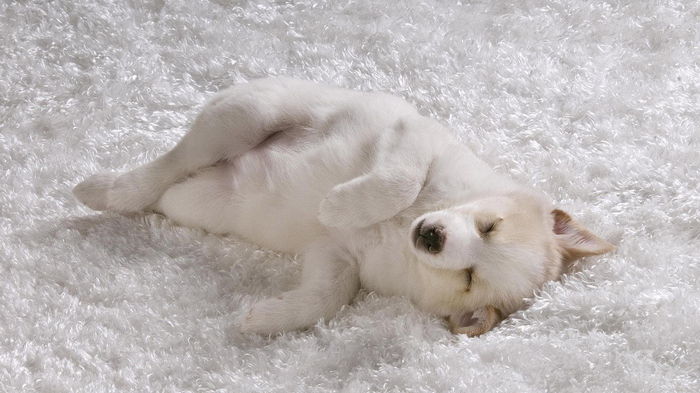 Как собрать шерсть с ковра: сложно, но возможно Как собрать шерсть с ковра: сложно, но возможно