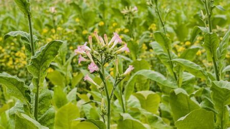 10 смертельных растений, которые нужно убрать из дома