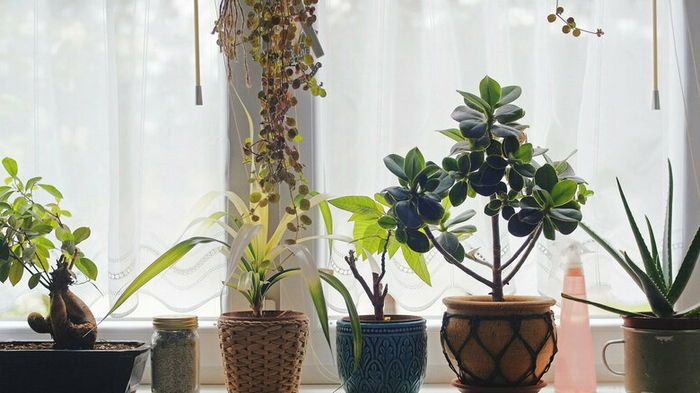 Плесень в горшке: как спасти комнатное растение Плесень в горшке: как спасти комнатное растение