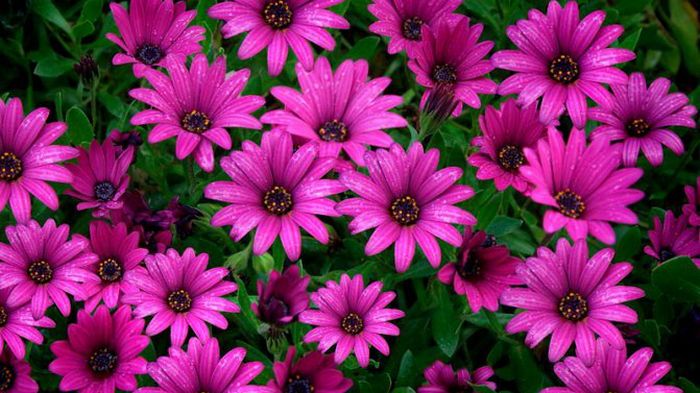 Непременно купите в дом одно из этих растений Непременно купите в дом одно из этих растений