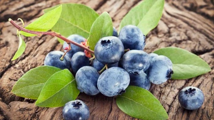 Почему этим летом вы должны съесть как можно больше голубики Почему этим летом вы должны съесть как можно больше голубики