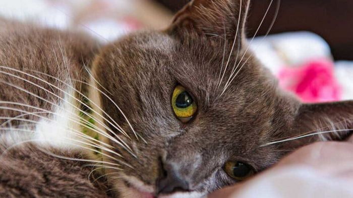 Скучают ли кошки в отсутствие хозяев: научный ответ Скучают ли кошки в отсутствие хозяев: научный ответ