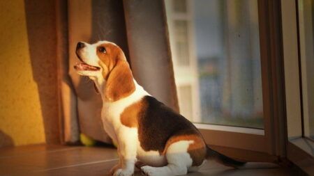 Грызут все подряд: 7 проблемных пород собак