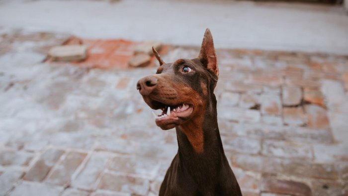 Адские недостатки доберманов Адские недостатки доберманов