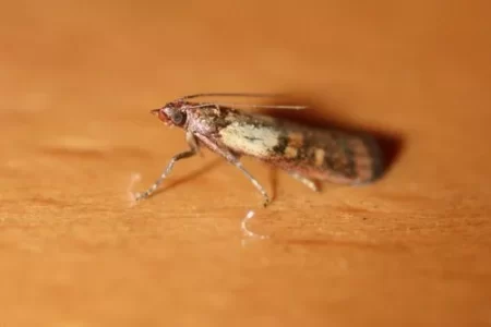 Что делать, если на кухне завелась пищевая моль