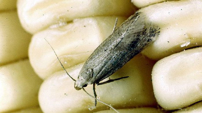 Что делать, если на кухне завелась пищевая моль Что делать, если на кухне завелась пищевая моль