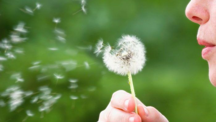 Как избавиться от сезонной аллергии Как избавиться от сезонной аллергии
