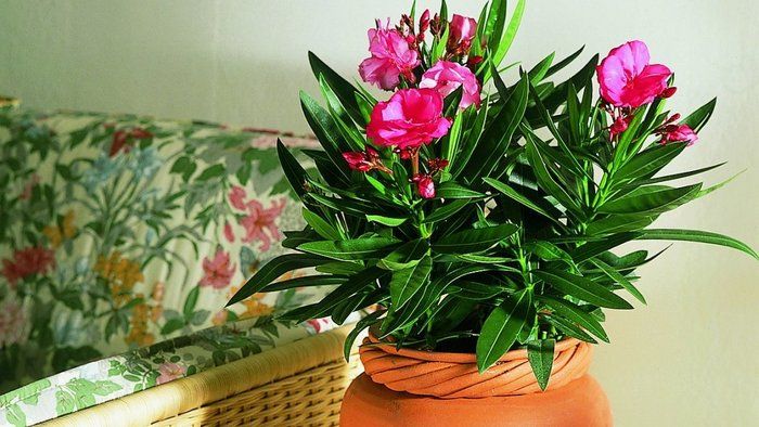 Ароматы дома: 8 душистых растений, которые можно вырастить в горшке