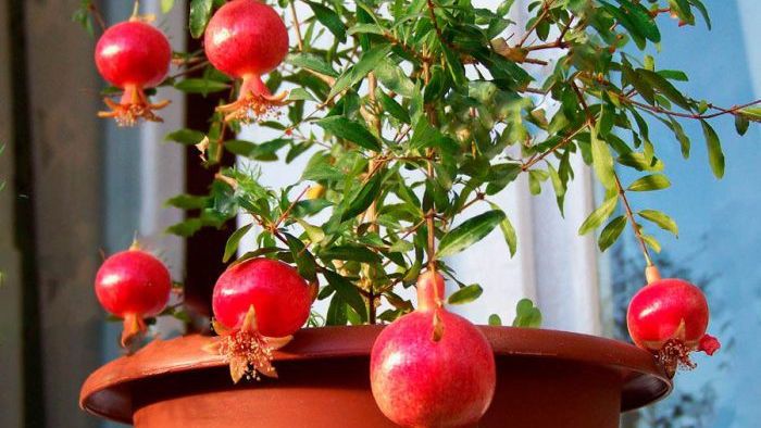 Как вырастить гранат на подоконнике