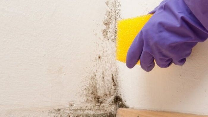 Как вывести грибок в доме натуральными средствами