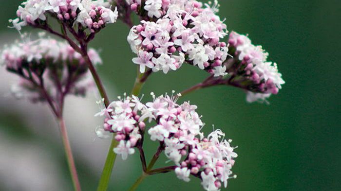 Как запах валерианы влияет на наш организм Как запах валерианы влияет на наш организм
