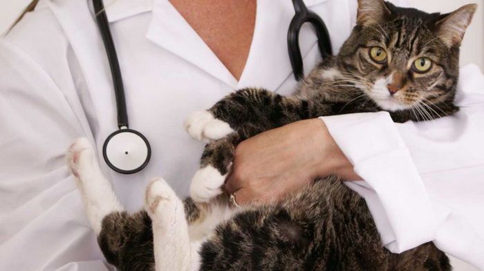 Правда и мифы о стерилизации домашних животных