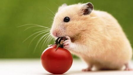 Чем кормить хомяков: разрешенные и запрещенные продукты