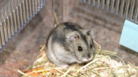 Чем кормить хомяков: разрешенные и запрещенные продукты