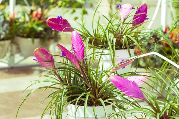 10 самых необычных комнатных растений 10 самых необычных комнатных растений