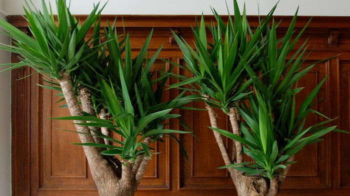 Вечнозеленая юкка: уход за растением