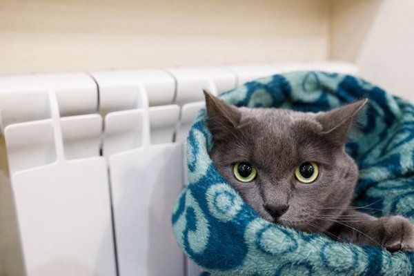 Выключить или прикрутить на ночь? Как зимой сэкономить на отоплении Выключить или прикрутить на ночь? Как зимой сэкономить на отоплении