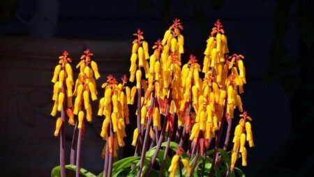 10 самых необычных комнатных растений