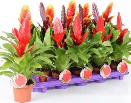 10 самых необычных комнатных растений