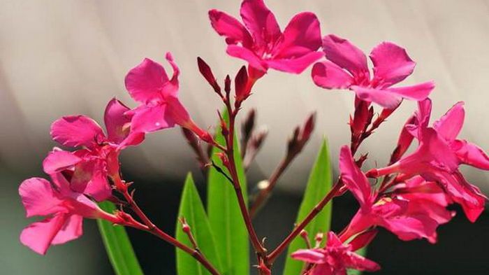 Выбросьте эти растения из дома: вы и ваша семья почувствуете себя гораздо лучше