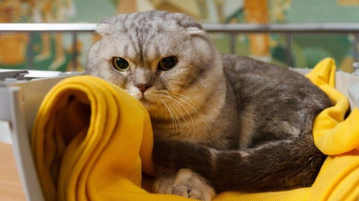 Как успокоить напуганную кошку: лучшие советы для владельцев котов