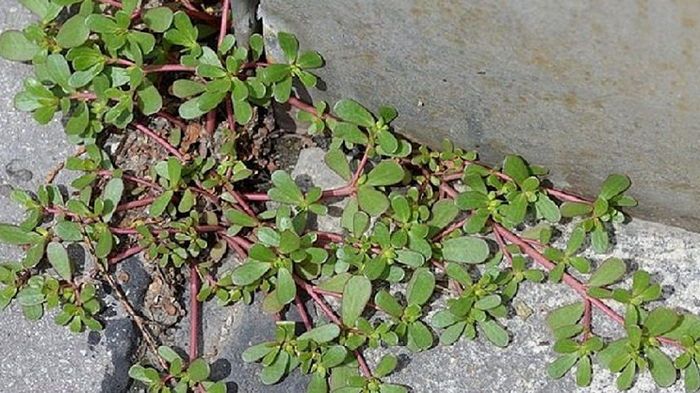 Портулак: невероятная польза для здоровья