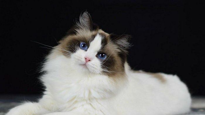 6 пород кошек, которые линяют сильнее остальных 6 пород кошек, которые линяют сильнее остальных