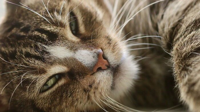 Названы самые добрые породы кошек