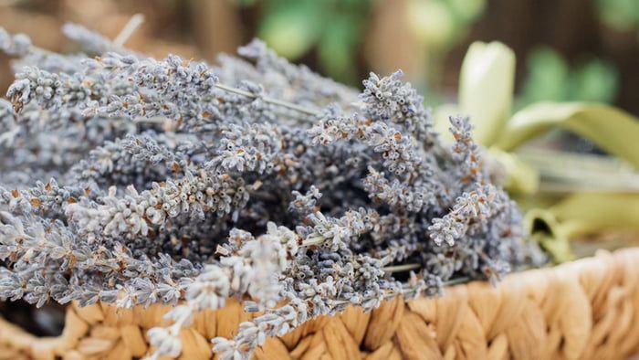 Цветы и растения, которые помогают хорошо спать