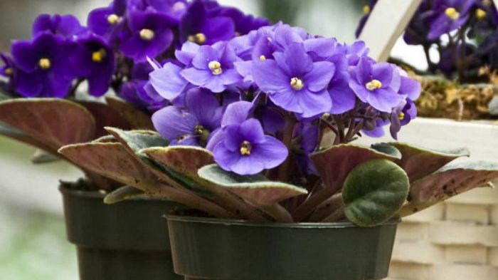 Уход за фиалками: легко и просто