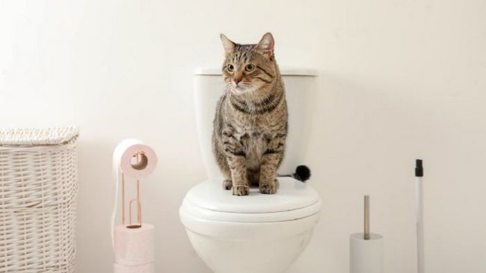 Как научить кота ходить на унитаз: простые шаги Как научить кота ходить на унитаз: простые шаги
