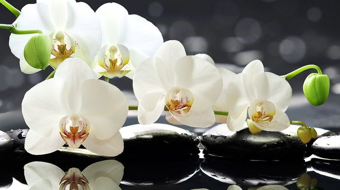 Эти комнатные растения могут вызывать головную боль и головокружение